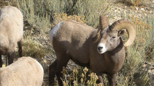 bighorn-sheep-logo-jpg_3575502_ver1.0
