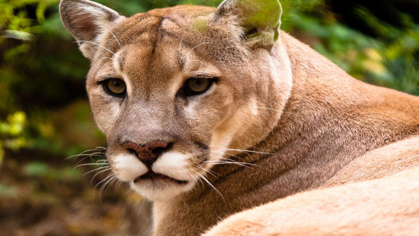 Search for livestock-killing cougar begins in north Idaho - Local News 8