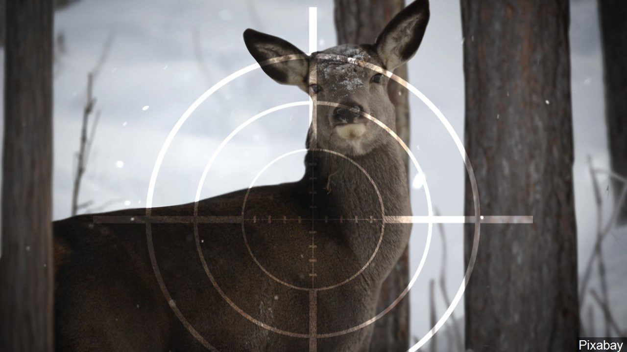 All 2023 nonresident general season deer and elk tags go on sale Dec. 1