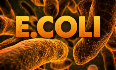 E.coli
