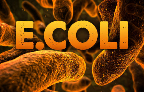 E.coli