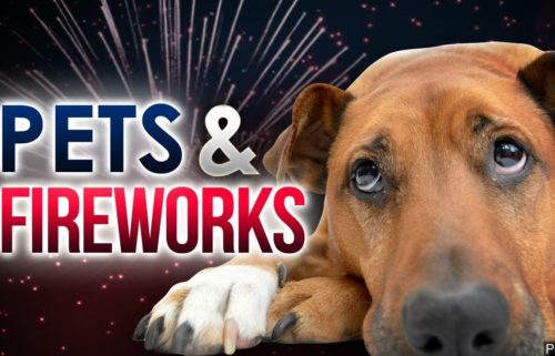 Pets and fireworks