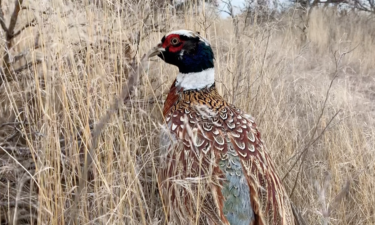 rooster pheasant