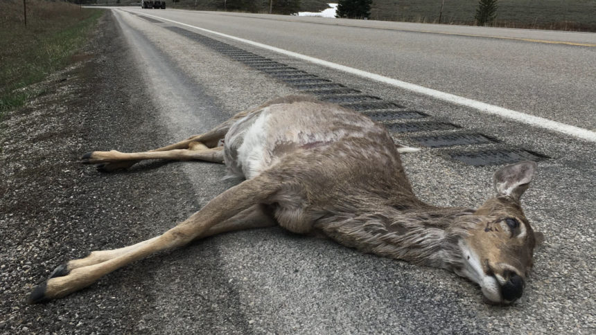 road kill deer_Hilary Turner:Idaho Fish and Game
