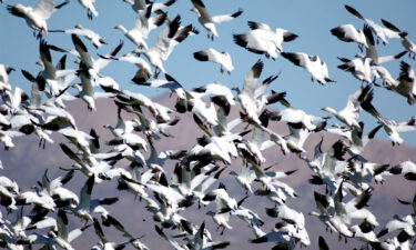 A new strain of bird flu has killed hundreds of snow geese in Colorado. Snow geese here fly over the Salton Sea National Wildlife Refuge in California.