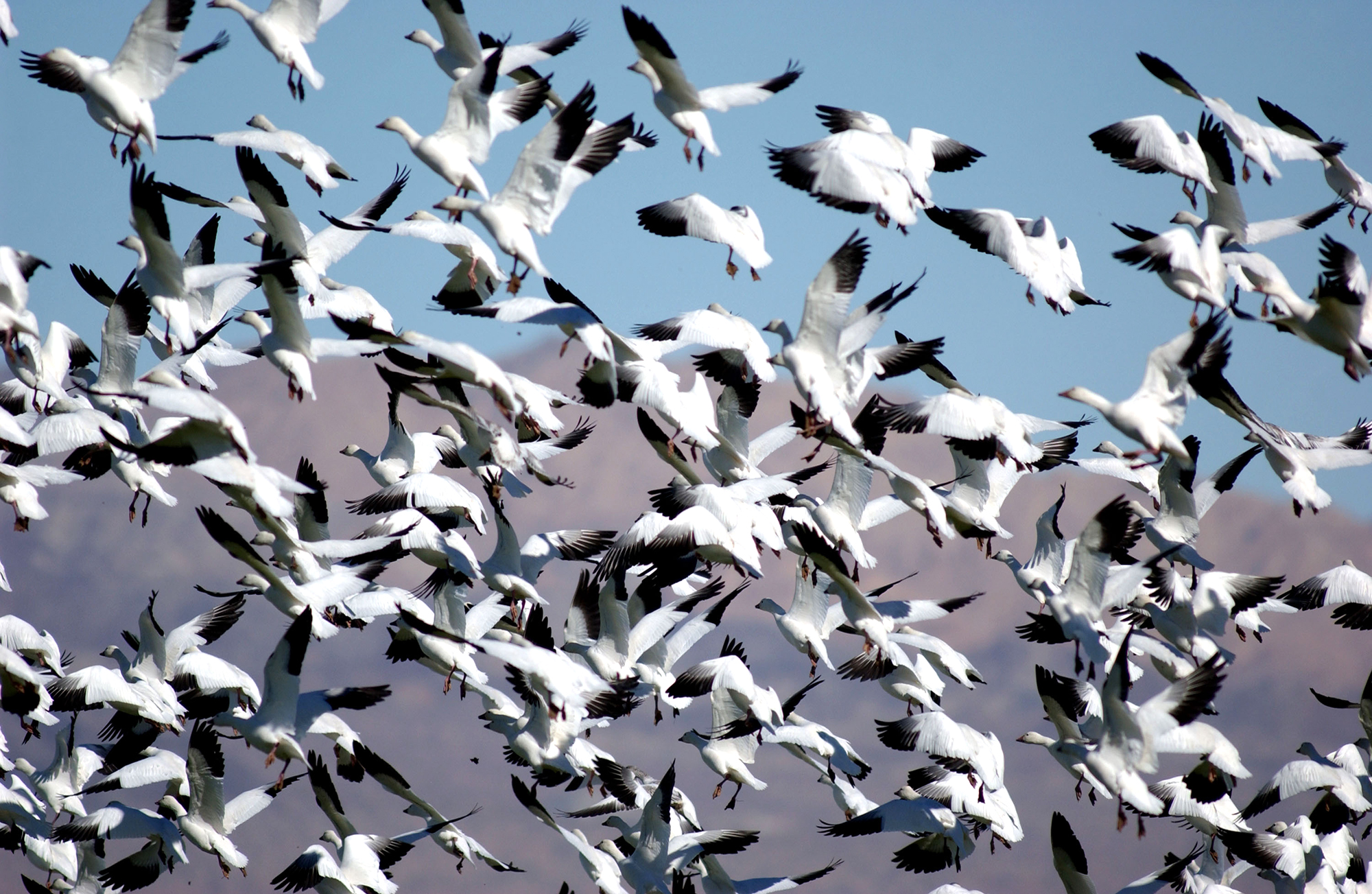 <i>David McNew/Getty Images</i><br/>A new strain of bird flu has killed hundreds of snow geese in Colorado. Snow geese here fly over the Salton Sea National Wildlife Refuge in California.