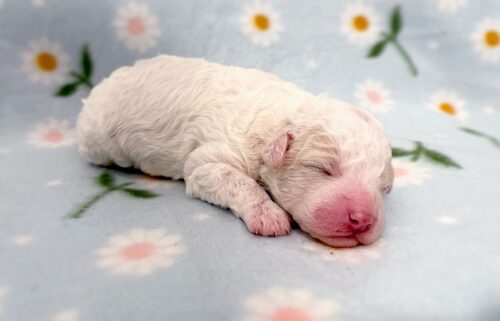 The six puppies don't have names yet.