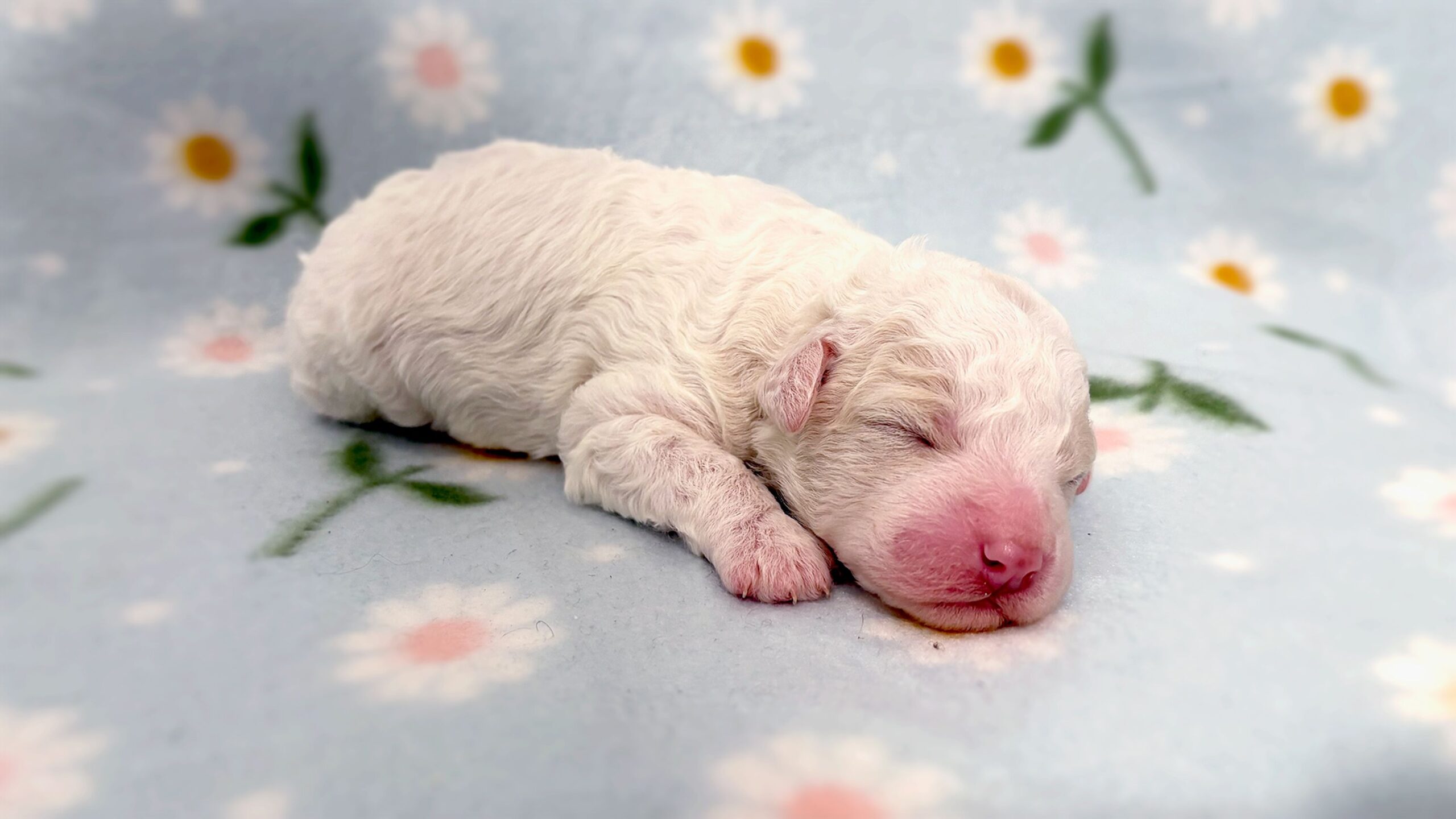 Finland gripped by national broadcaster’s puppies live stream